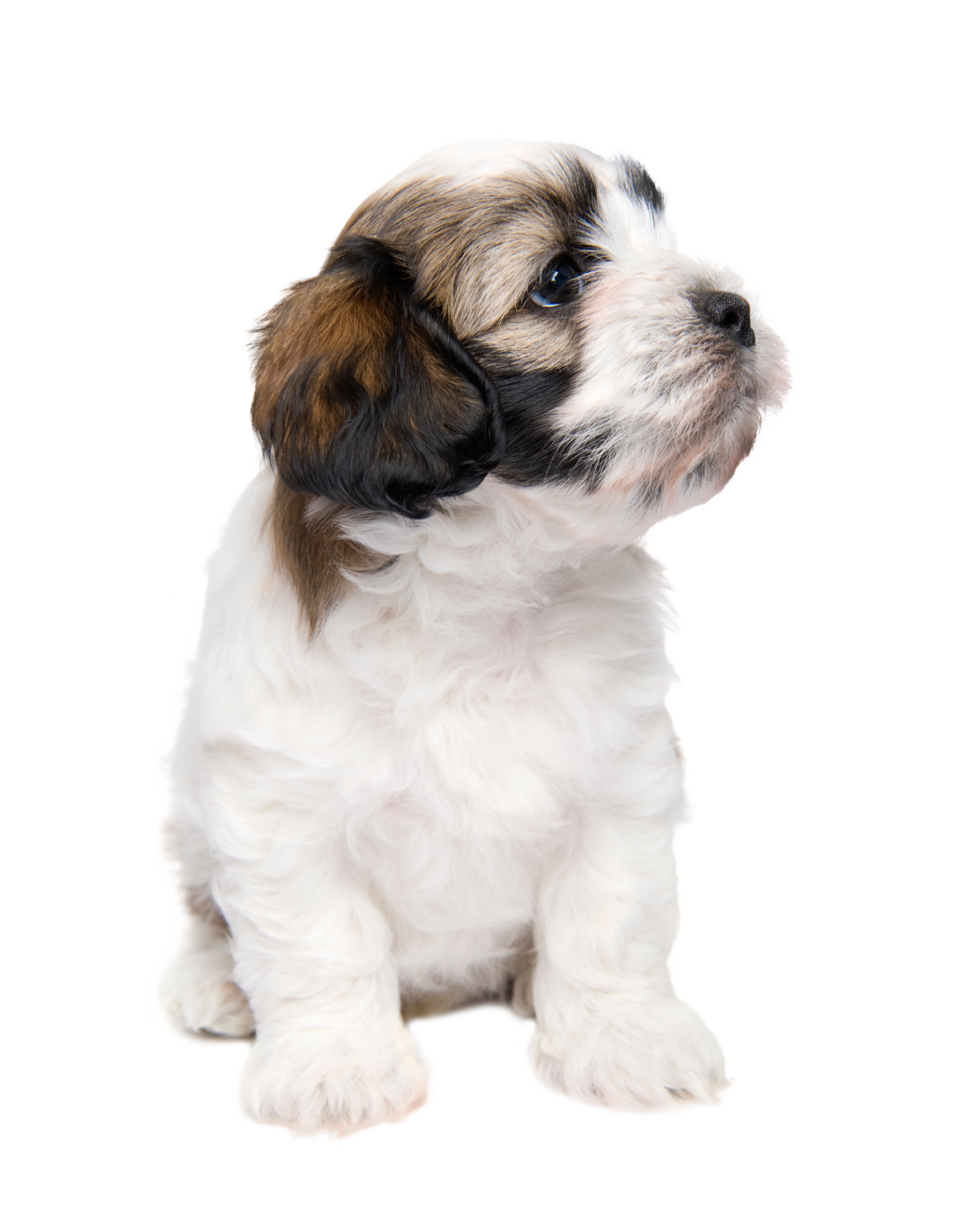 Cute Fluffy Brown and White Puppy